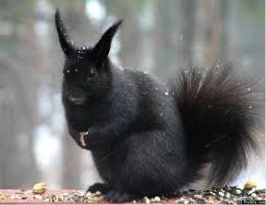 The Prince of the Ponderosa Pines: Our Evergreen Tassel-Eared Squirrels –  Evergreen Audubon | Evergreen Nature Center