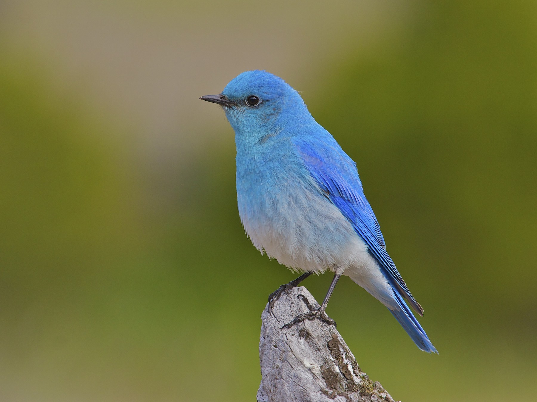 Marvelous May Migration – Evergreen Audubon | Evergreen Nature Center