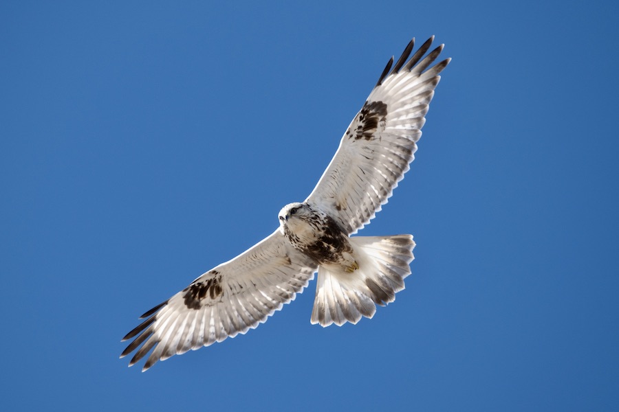 juvenile rough legged hawk