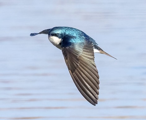 bird flying over water