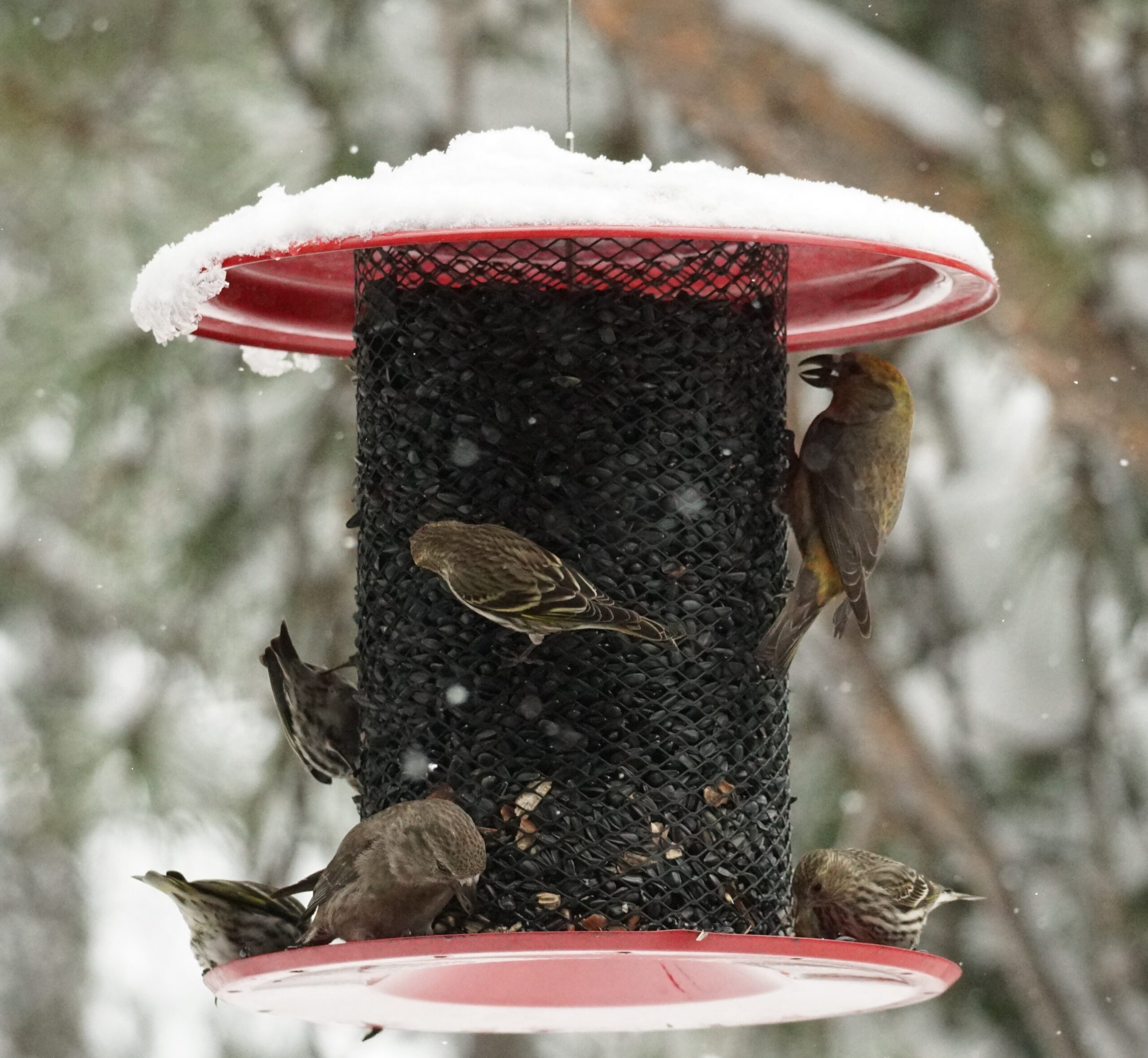 Several birds at a sunflower feeder during a snow storm: Siskins are small brown striped birds and there is a female Red-cross bill which is larger and olive colored with a long, curved and somewhat imposing beak..