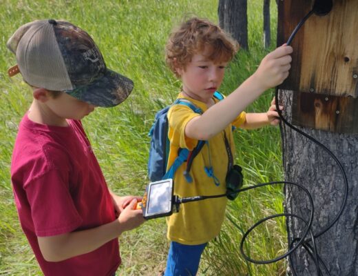 Two brightly dressed little boys using a remote, handheld camera and monitor to peer into a nest box that's mounted on a tree.