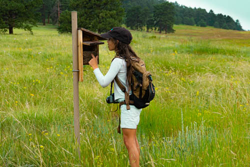 A young woman with long brown hair, wearing a white shirt and white shorts, a blue baseball cap and a brown knapsack, peers into an open nestbox in a meadow of long green grass. In the background there is a row of dark trees.