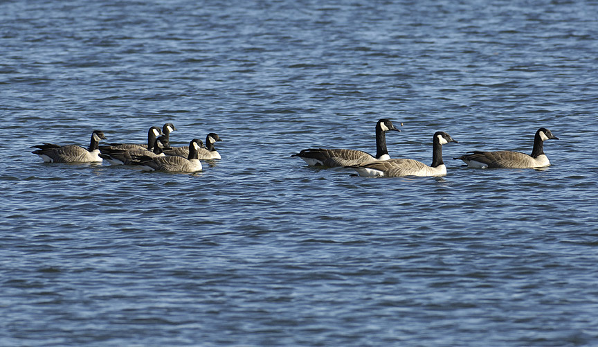 Highlights from Nov 5 Bird Walk at the Wheat Ridge Greenbelt ...