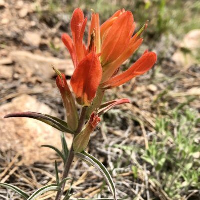 bright red orange flower