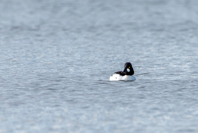 A duck (Common Goldeneye) on water