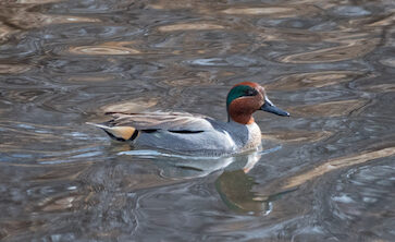 A duck (Green WInged Teal) on water