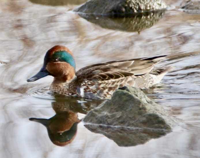 Small male duck on the water with cinnamon head having a green swoosh behind the eye and a vertical white bar in front of the wing.