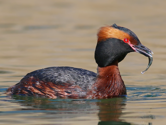 Small, compact, chestnut and black diving bird with a thin bill eating a fish.