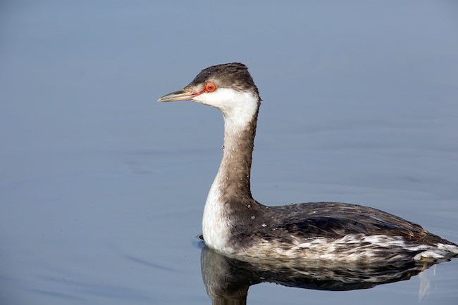 Small dark gray and white diving bird with a red eye.