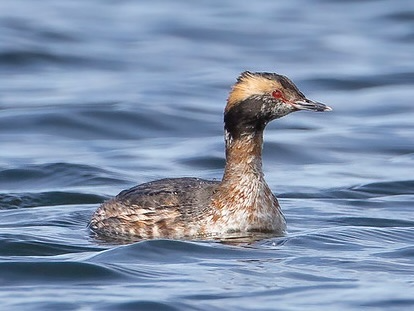 Small smudgy gray, brown, and white diving bird floating on the water.