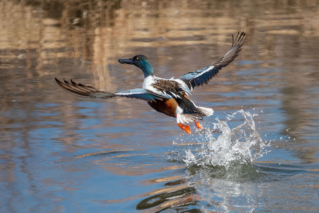 A duck (Northern Shoveler) taking off from a water surface