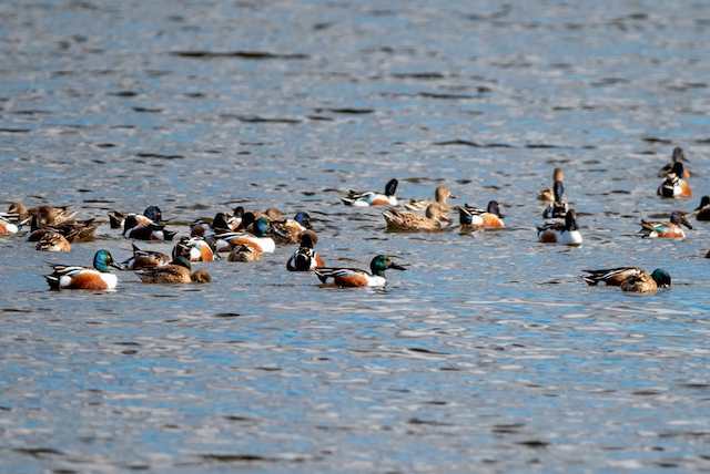A flock of ducks (Northern Shovelers) on water