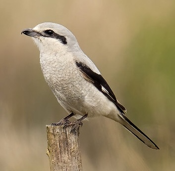 Gray, black, and beige raptorial songbird perched on post.