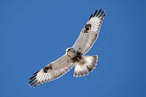 Soaring overhead hawk. Mostly bright white with black tips of primaries, carpal patches, and belly band.