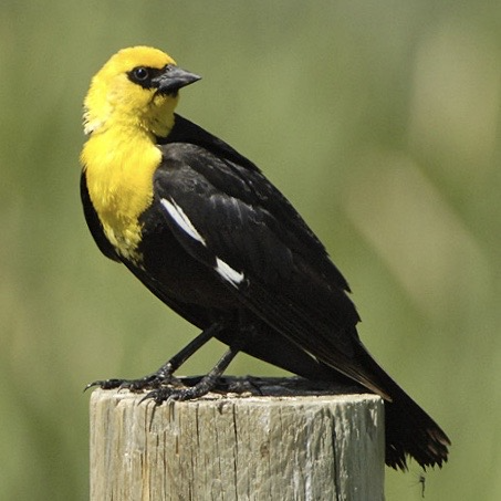 A yellow-headed blackbird on a post.