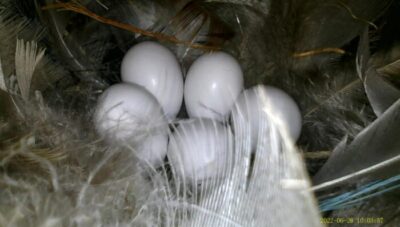 5 white eggs with feathers all around