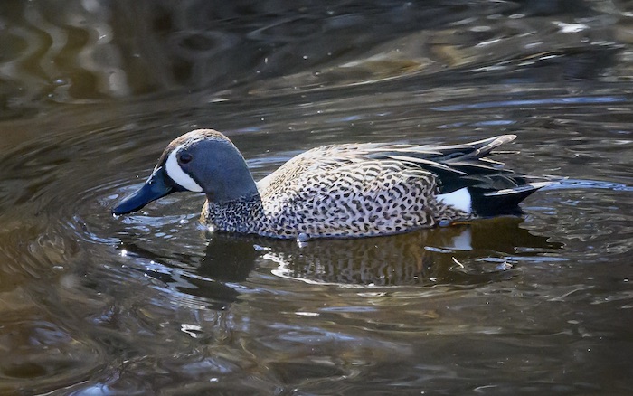 Small male duck feeding in stream. Black and white butt, bold white crescent in front of eye, and polka-dot sides