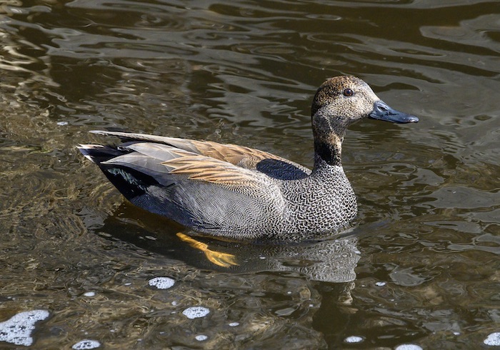 Mostly gray, medium-sized duck with a black butt foraging in a stream.