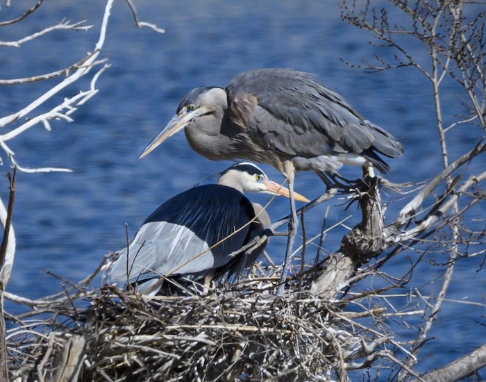 Huge gray herons with large yellow-orange bills, short black plumes on head, and chestnut patch on shoulder; at their nest in the branches of a dead cottonwood above a lake.