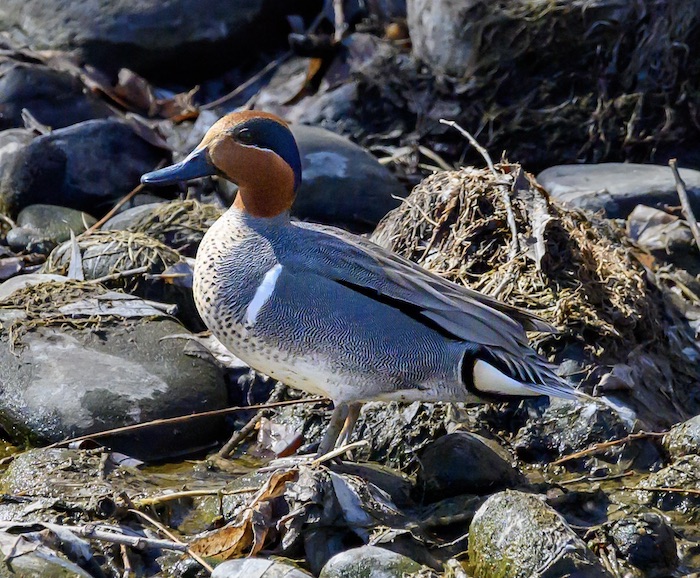 Tiny male duck with a small, thin bill, chestnut head with a green swoop behind the eye (which appears purple at certain angles of light), a mostly gray body with a vertical white bar in front of the wing, and a creamy-yellow butt patch.