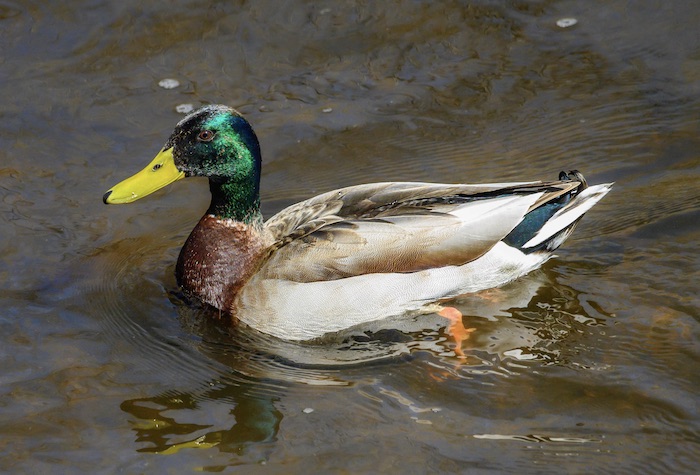 A large male dabbling duck with iridescent green head, yellow bill, chestnut breast, gray body, and black curled tail feathers; foraging in a stream.