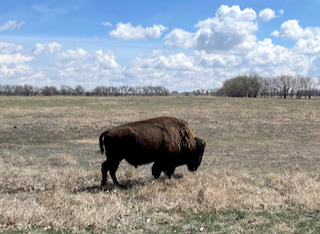 buffalo standing in grassland