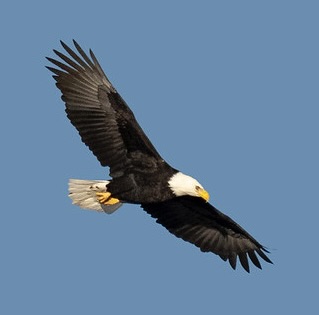 Bald Eagle soaring overhead