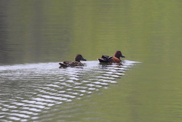 A male and female Cinnamon Teal pair swimming across a pond.