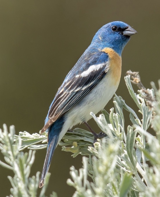 Small blue bird with a white belly and a rusty breast.