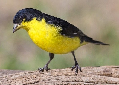 Small yellow and black bird on a log