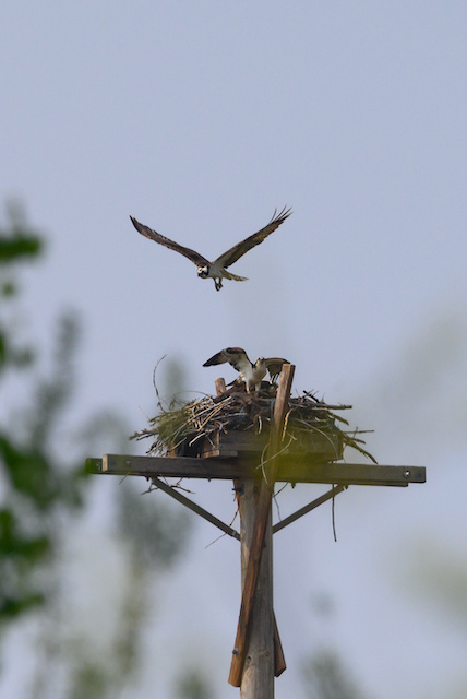 Osprey approaching a nest on a tower