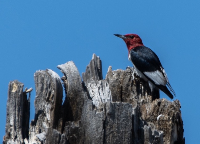 Black woodpecker with a red head and large white wingbars.