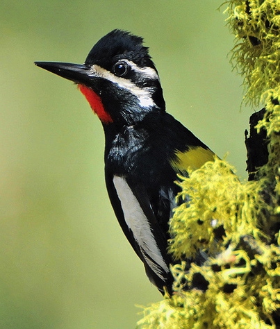 Mostly black woodpecker with large white wing bars, a red throat and a yellow belly perched on the side of a tree.