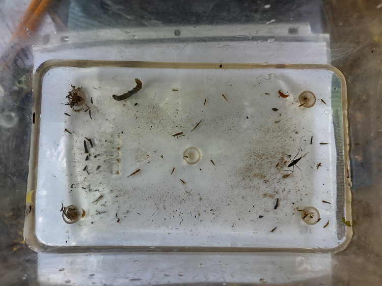 A clear glass pan of water with little brown bits of this and that floating in it. It's set on a white piece of paper so that the little bits show up. The little bits include several species of macroinvertebrates and pieces of plants.