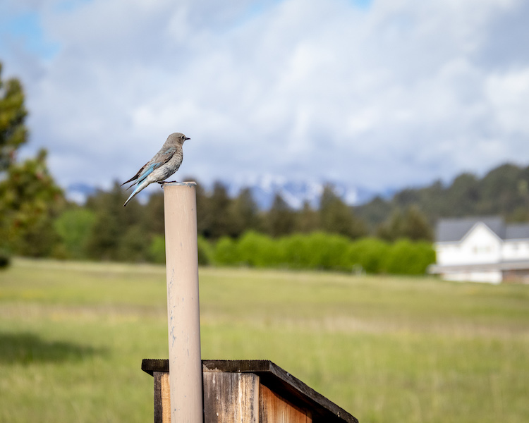 Grey/brown female mountain bluebird with blue markings, perched on a pole above a weathered brown wooden nestbox. A green meadow and woods and a white house are in the background.