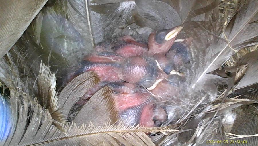 Four, maybe five, pink and blue featherless baby birds with oversized white beaks, in a pile, feather-lined grass nest.