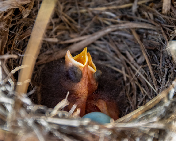 Two baby birds holding their bright yellow mouths wide open. They have big dark eyes, not open yet, and there is a blue egg on the side, in a nest of grass.