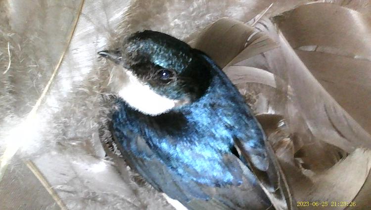 A brightly colored bird with iridescent blue feathers, grey tipped wings, a bright white chin, black beak and eye stripe and blue head, nestled in a nest of feathers.