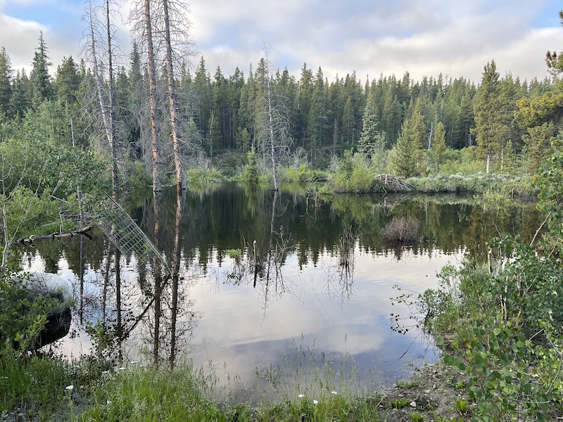 Beaver pond surrounded by willows and coniferous forest.