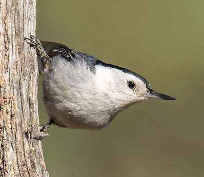 bird on side of tree trunk