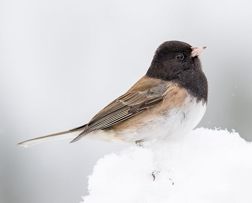 bird on snow