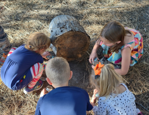 Three little girls and a little boy, crouched down looking at bugs in the grass.