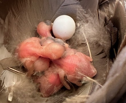 A grey-brown feather lined nest with 3 or 4 naked pink baby birds and one white egg.