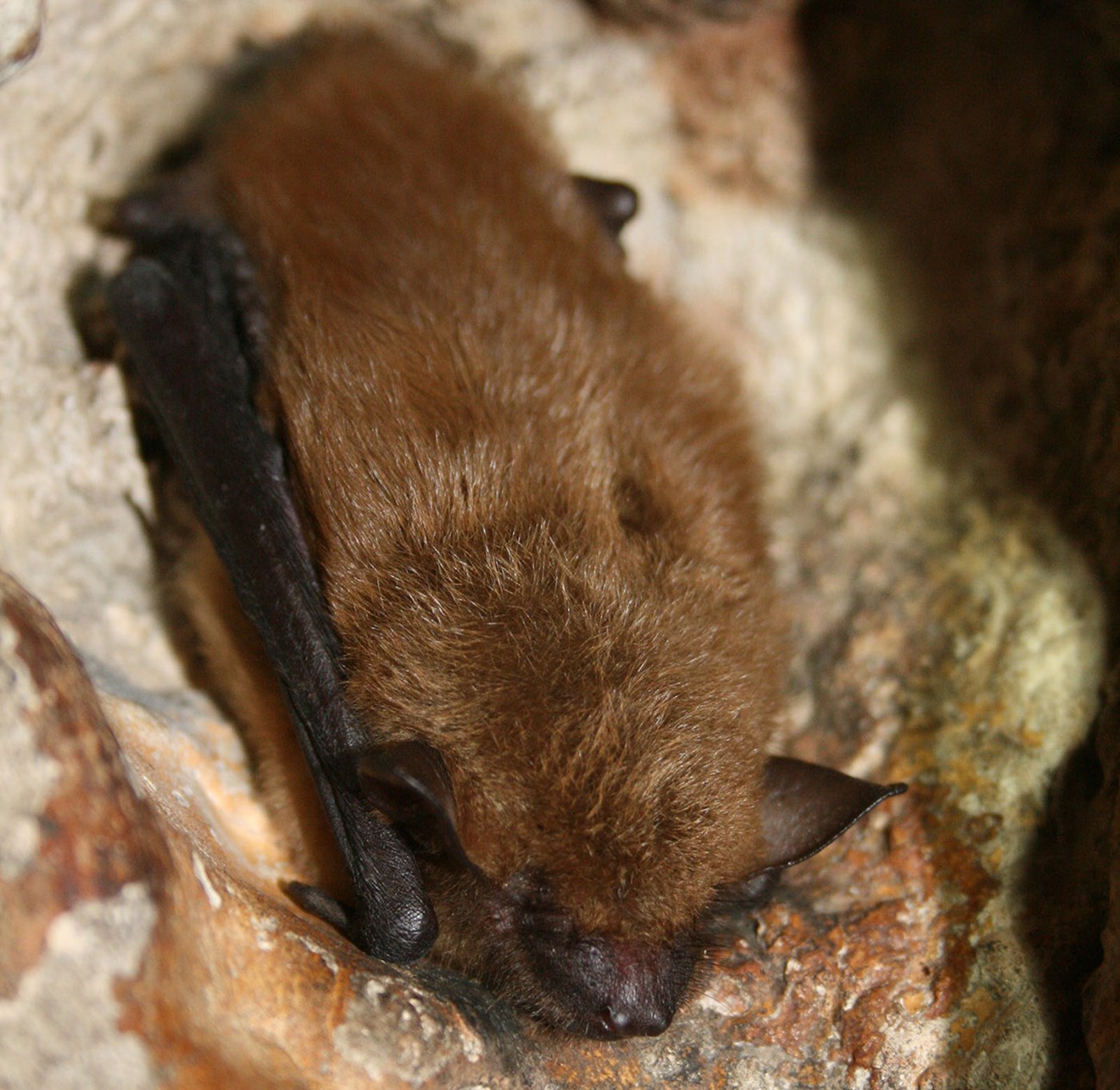 A brown bat with black ears, nose and wings asleep on a orange and brown rock