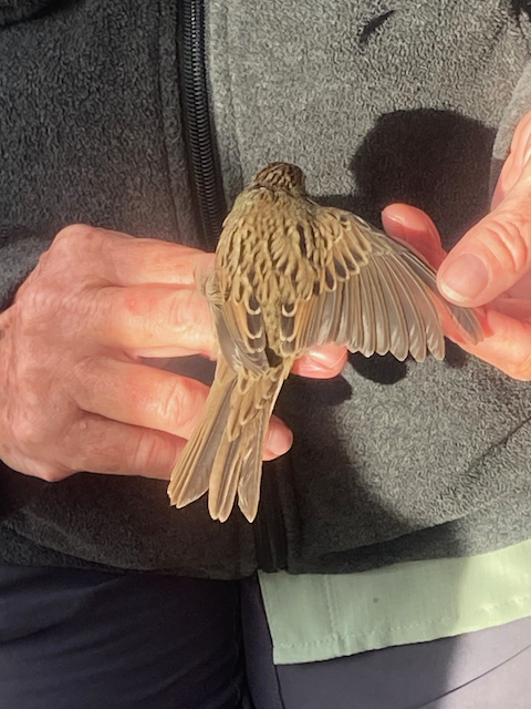 A bird, a Lincoln's Sparrow, in the hands of a bird bander
