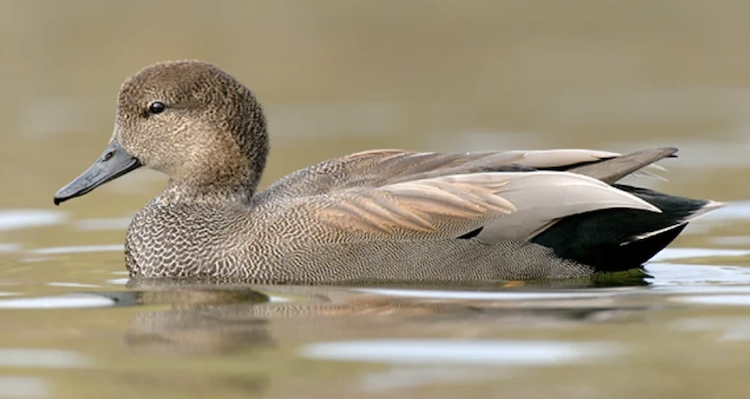 duck in water