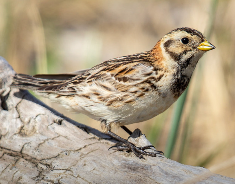 bird on tree branch
