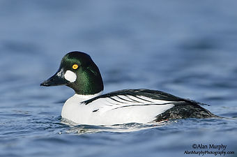 A duck (Common Goldeneye) resting on a water surface (c) Alan Murphy Photography