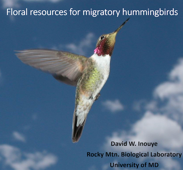 A picture of a Broad-Tailed Hummingbird against a blue sky with a few clouds